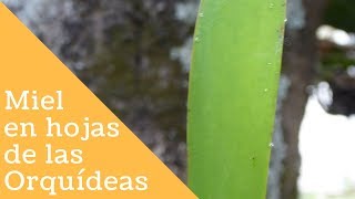 Gotitas de miel en los capullos, flores y hojas de las Orquídeas || Orquiplanet