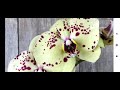#орхидеи Посылка с цветущей красотой👍👍👍