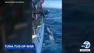 Wild video: Fishermen fight shark over tuna