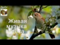 ♫ ЖИВАЯ МУЗЫКА ЛЕСА !!! ЛУЧШИЙ РЕЛАКС !!! ФЛЕЙТА !!!