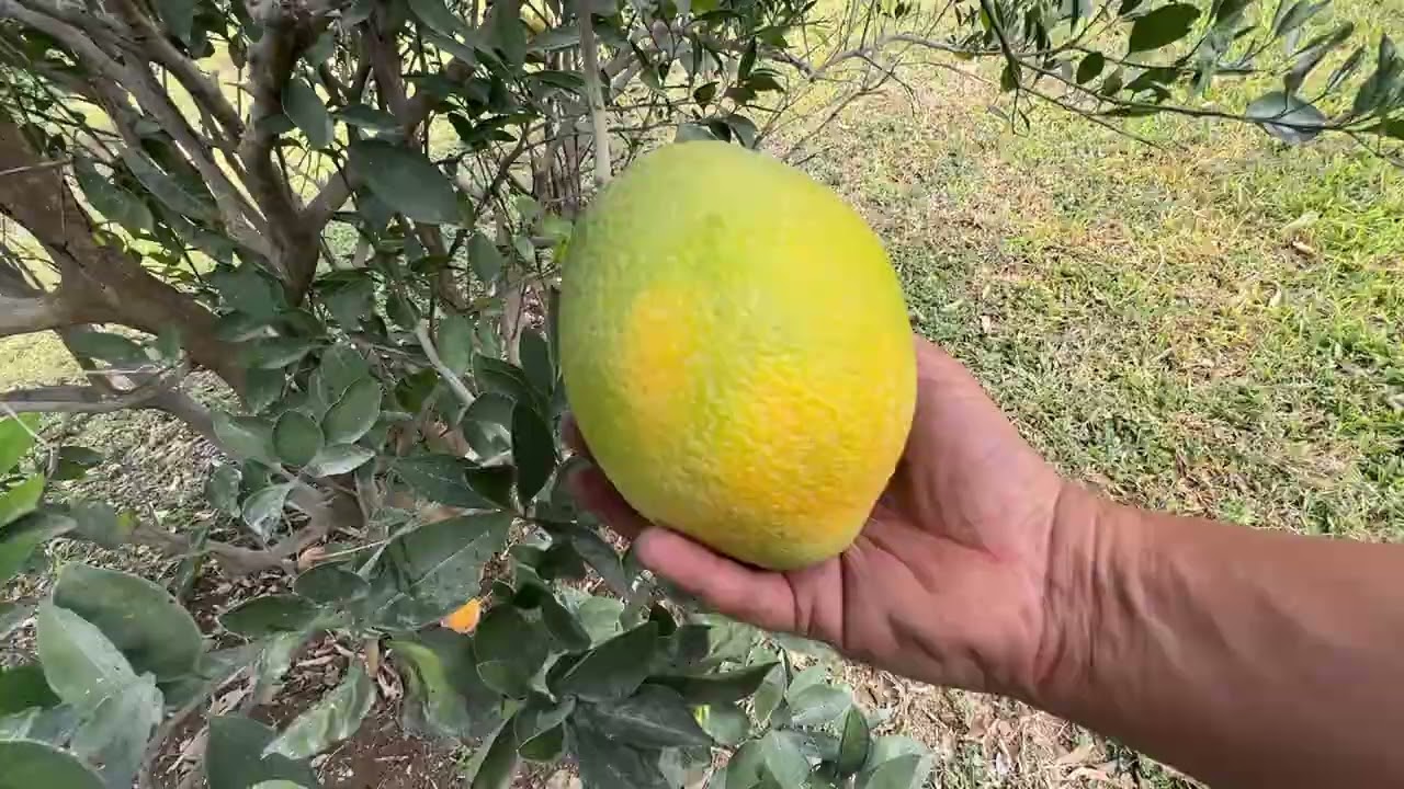Abonando plantas y rescatando frutas 