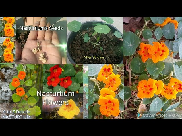 how to grow nasturtium | how to grow nasturtium from seed | winter flowers  plant | - YouTube