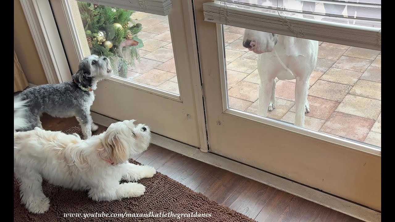 Funny Little Fluffy Dogs Are Shocked To See Great Dane Big Barkers Outside The Door