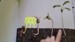 "A Bean's Life Cycle" Read Aloud