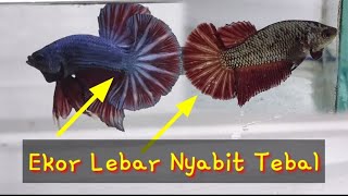 Cara Cetak Cupang Plakat Ekor Lebar HMPK