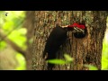 A Pileated Woodpecker feeds his two nestlings