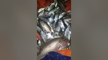 kích cá nước mặn | máy kích cá nước mặn , kích cá xuyến,  máy kích cá xuyến , kích cá