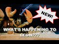 What&#39;s Happening To Leon The Lobster?