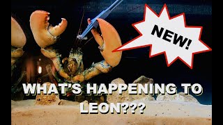 What's Happening To Leon The Lobster?