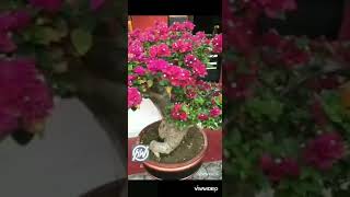 Bugenvil Singapure Resimi