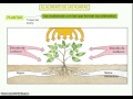 Nutrición de los seres vivos