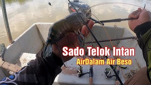 TELOK INTAN (LUBUK) UDANG GALAH #SOSJENGGO