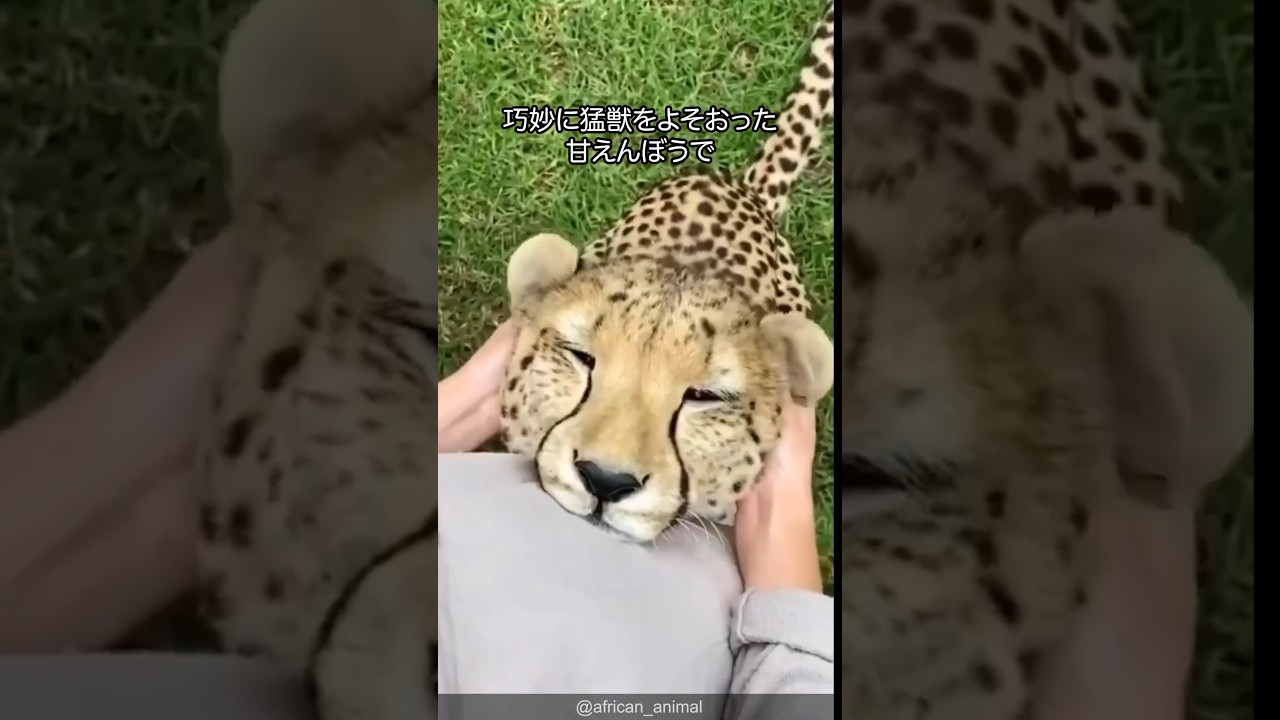 【甘えん坊】チーターの可愛さがわかる1分解説
