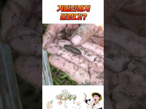 거머리에게 <strong>물리면</strong>??