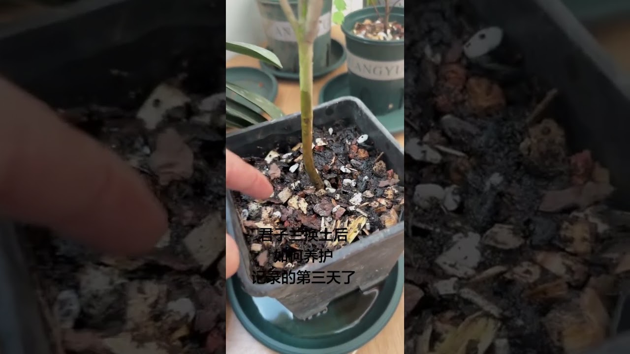 If the cymbidium doesn t bloom follow me#Cultivate flowers cultivate flowers#The process o