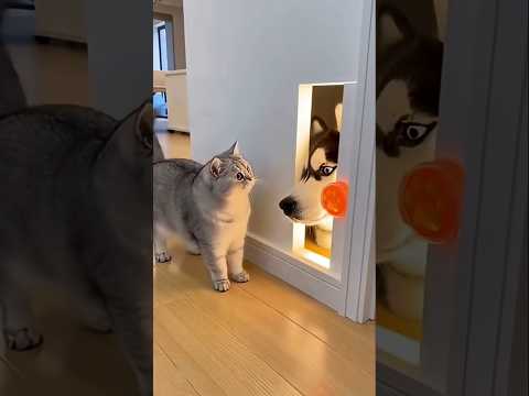 The Cat Pressed the Sensor... But a HUSKY Head Jumped Out!😸😹 #catwatch #catification