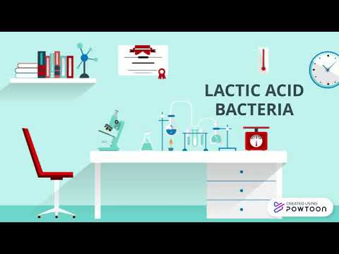 ماهي بكتريا اللاكتوباسيلس Lactobacillus و ماهي فوائدها العظيمه.