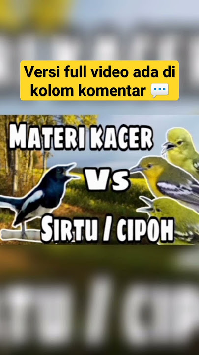 MATERI KACER Vs Sirtu/cipoh #kacer #kicaumania #burung #kacergacor #cipoh #sirtu #sirtugacor