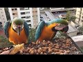 Wild Father Blue Gold Macaw feeding his baby