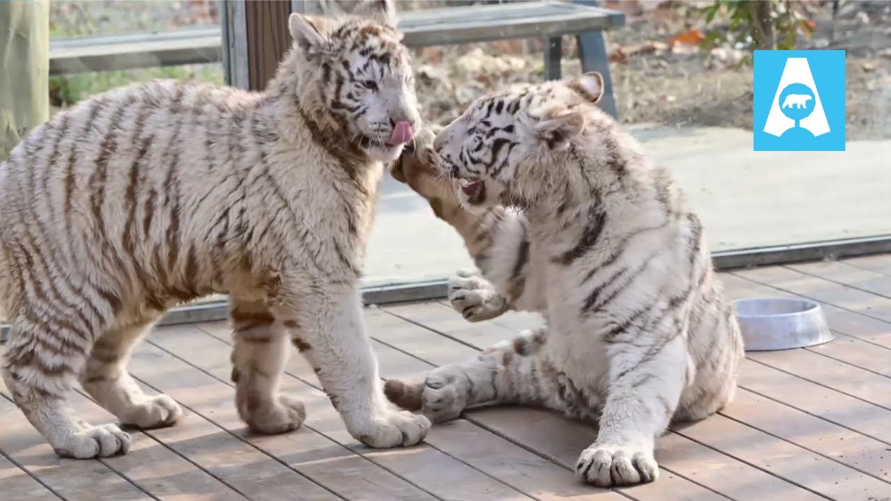 White Tiger Cub’s Playtime Gets a Surprise! 🐯🤍