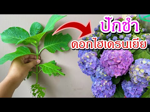 วีดีโอ: 3 วิธีในการเติบโต Opuntia