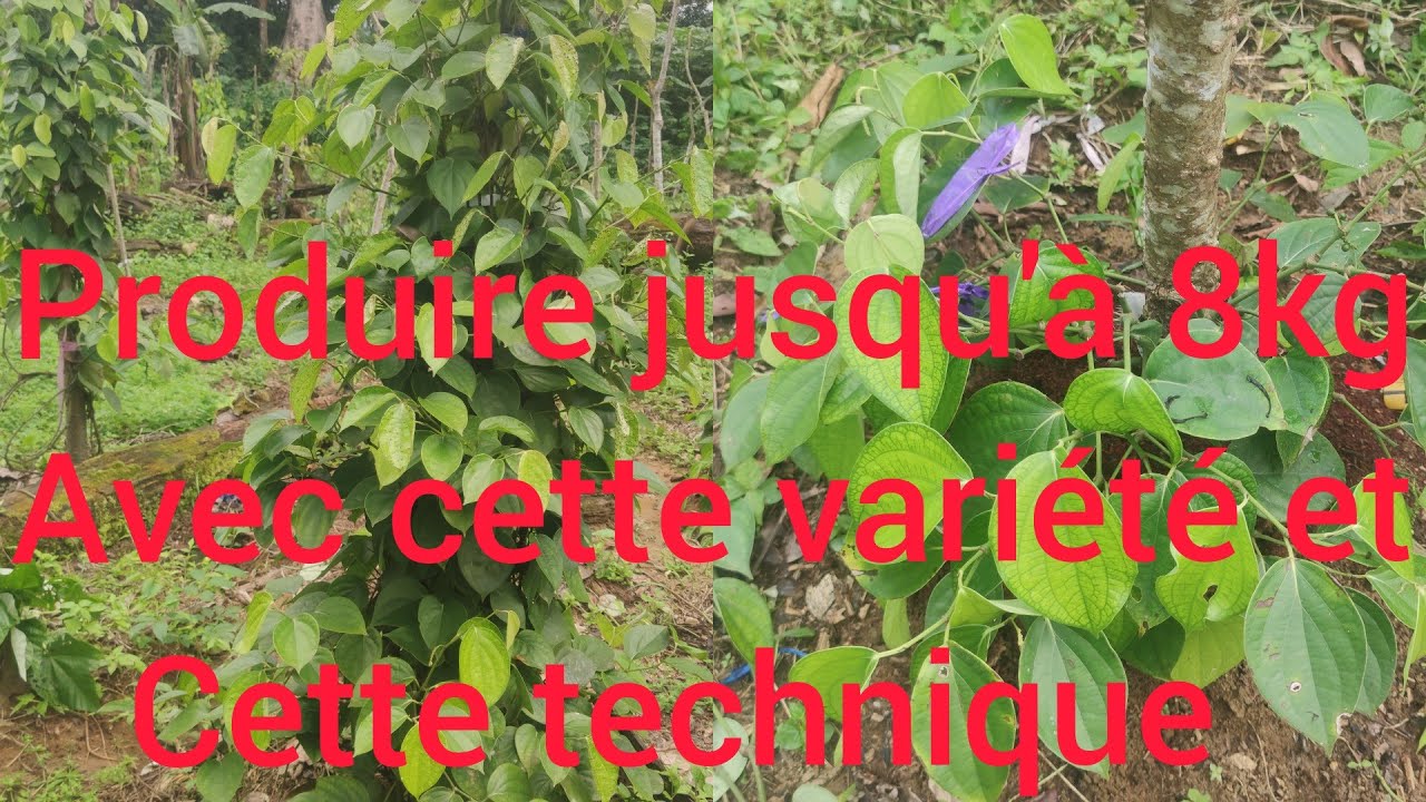 PRODUIRE JUSQU'À 8KG/PIEDS DE POIVRE AVEC CETTE TECHNIQUE