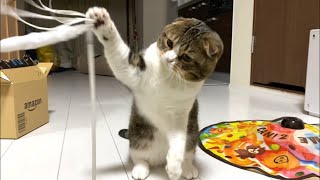 運動苦手な猫が遊ぶ姿は必死で可愛い！