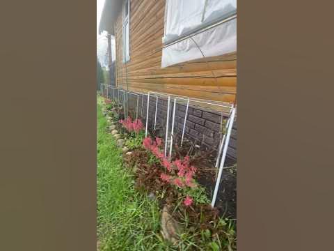 Кустодержатели для роз #дача #огород #природа #цветы #сад - YouTube