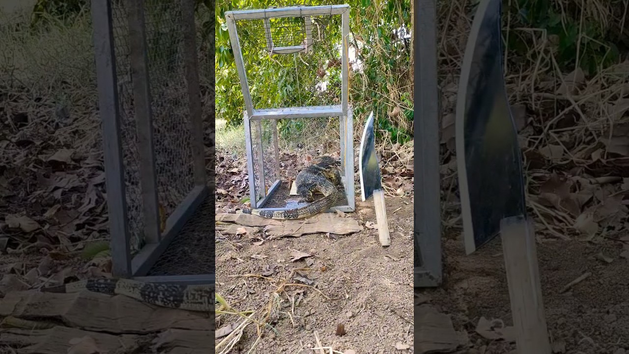 Wow! Komodo Dragon ,DIY Komodo Dragon trap made of knives.