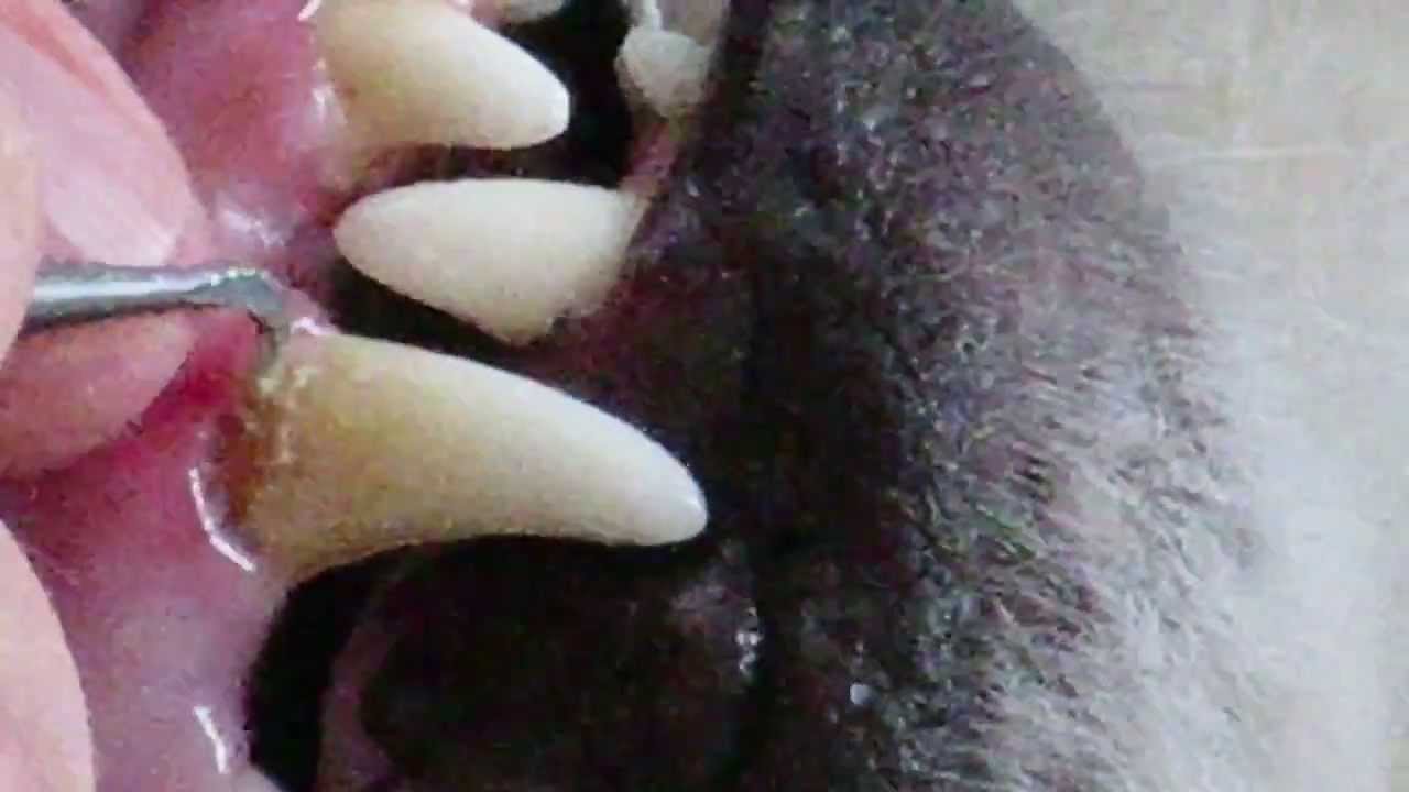 How do you clean a dog's teeth?