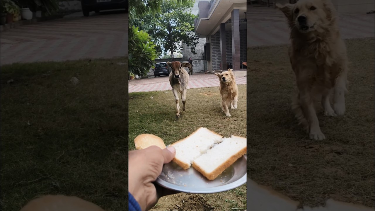 Masoom Dost: Calf and Golden Retriever Share a Snack! 🐮🐶🍞 