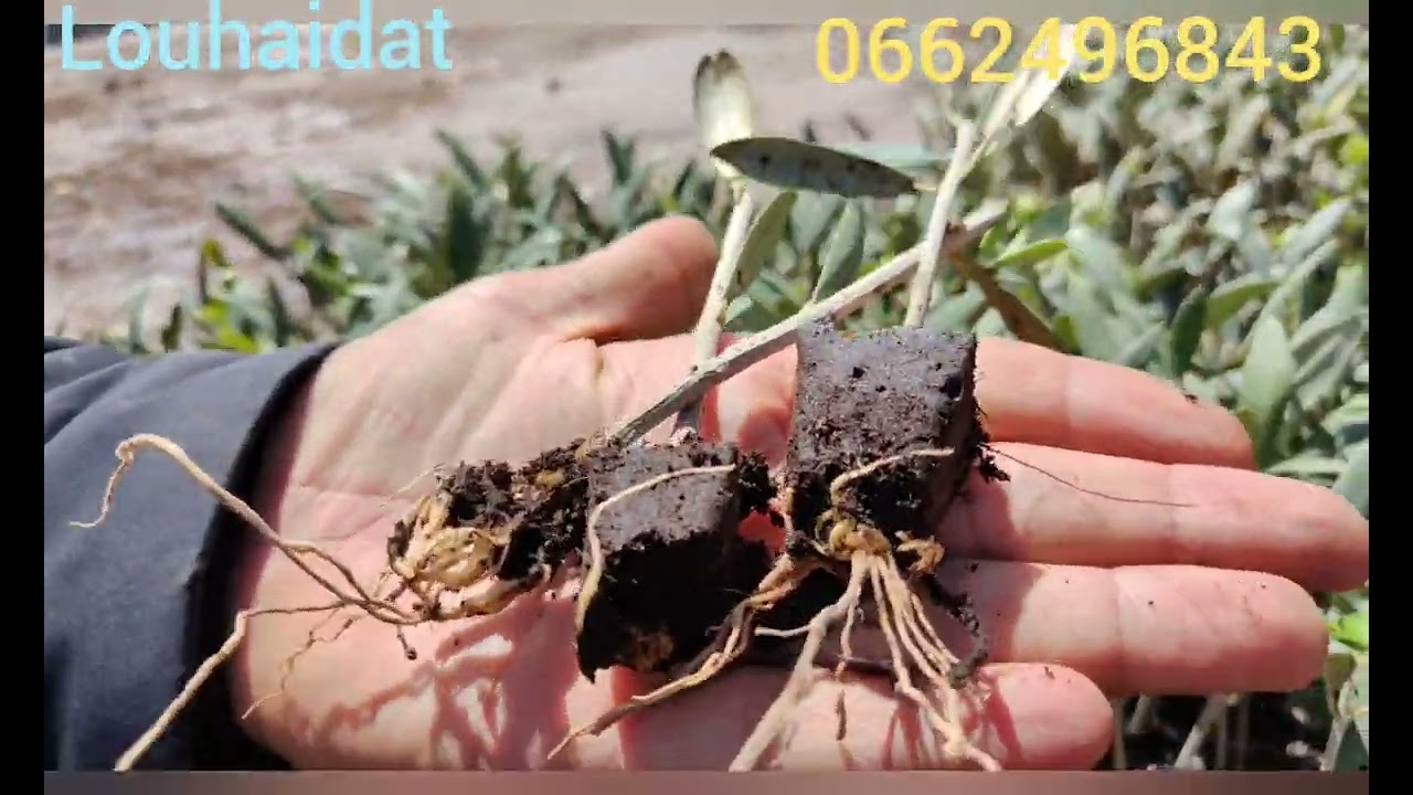 #طريقة_زراعة_شتلات_الزيتون_اربكوين_من_الالف_الى_الاحتراف