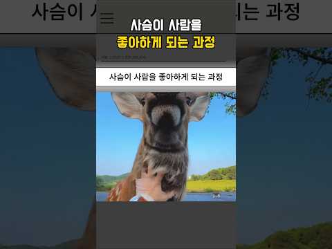 사슴이 사람을 좋아하게 되는 과정 thumbnail