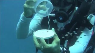 Coral Reef Fish orient themselves in Groups