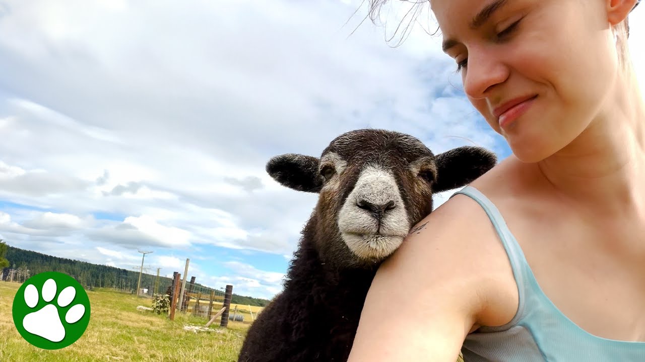Orphaned lamb walks right up and says 'hey, let's be friends'