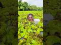 Wow! Amazing Polo Fishing Videos ! Best Big Fish Catching ! Primitive Technique fishing #fish #india