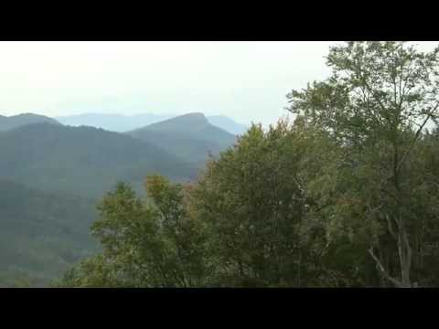 Видео: Разлика между дърво и гора