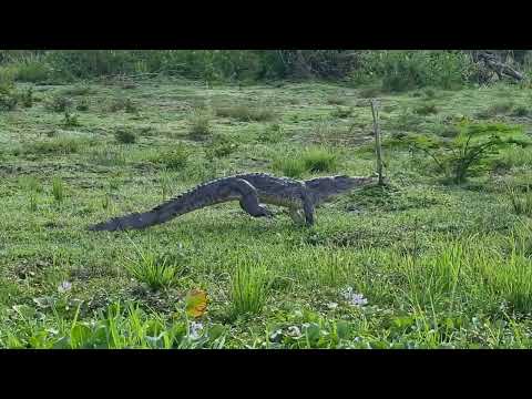 Galloping crocodile