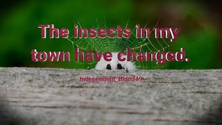 The insects in my town have changed