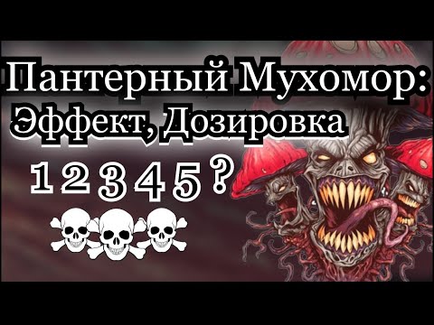 Пантерный Мухомор эффект, дозировка | Триповые и микро - дозы