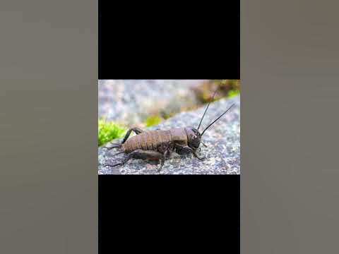Eine Feldgrille im Garten YouTube