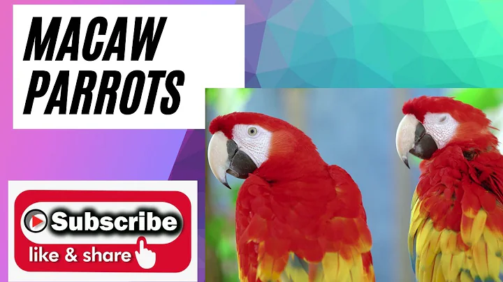 MACAW THE PARROT#ALL ROUNDER NATURE SOUNDS