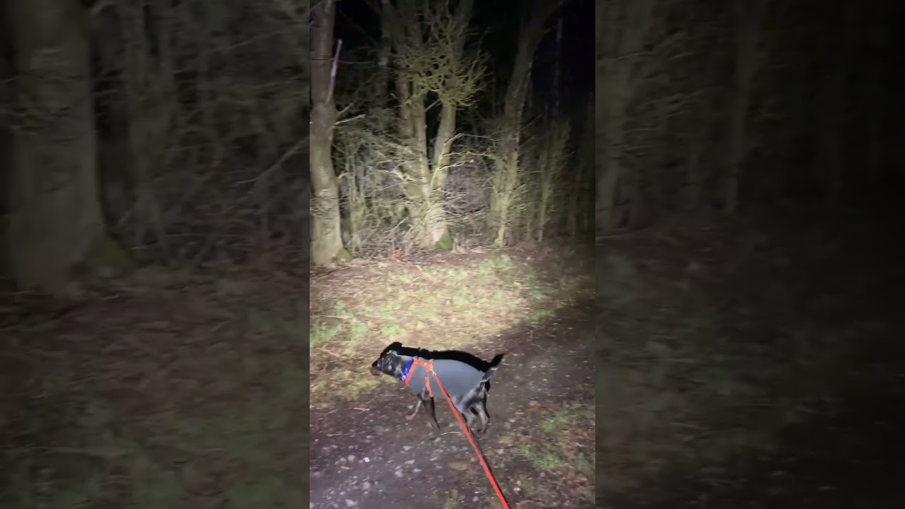 Night time walk with my puppy on the field. Would you be scared? 