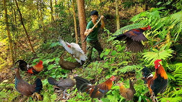traces left by wild chickens, set traps, hunt at night, build shelters, survive alone