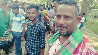 ছাগলের হাট, দুপচাঁচিয়া ধাপের হাট | , Bogra. Goat market in Dhapherhat  |  2025.