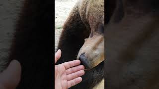 Утренняя встреча с медведем