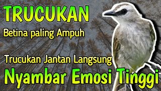 TERCEPAT !! Trucukan Betina Sakti, Paling Cepat Hitungan Detik Lawan Langsung Emosi Tinggi