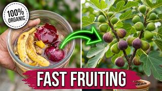 Fig Plant Fertilizer 🌿 | Homemade Fertilizer for Fast Growth & Fruiting | Banana & Onion Peel