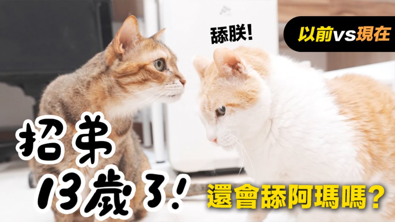 【黃阿瑪的後宮生活】招弟13歲了！還會舔阿瑪嗎？