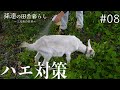 ヤギに群がる大量のハエ…自作スプレーで退治!!納屋から出てきた藁の使い道